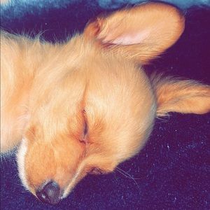 Meet your Posher, Blythe